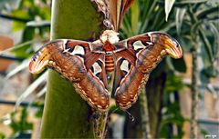 Attacus atlas