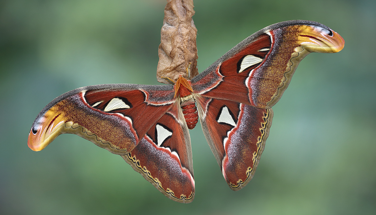 Attacus Atlas