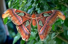 Attacus atlas