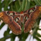 Attacus atlas