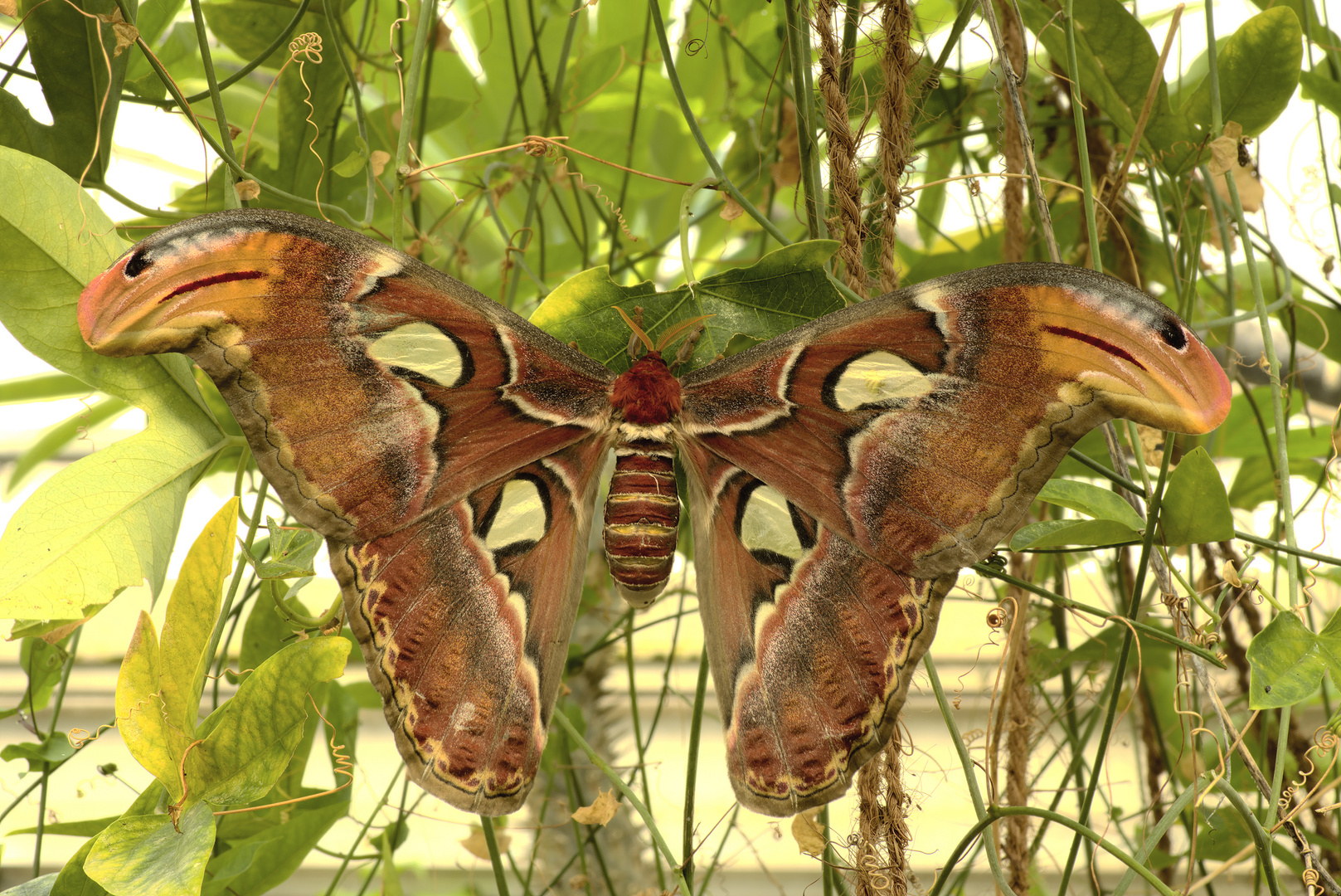 Attacus atlas