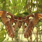 Attacus atlas