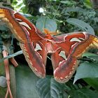 Attacus atlas