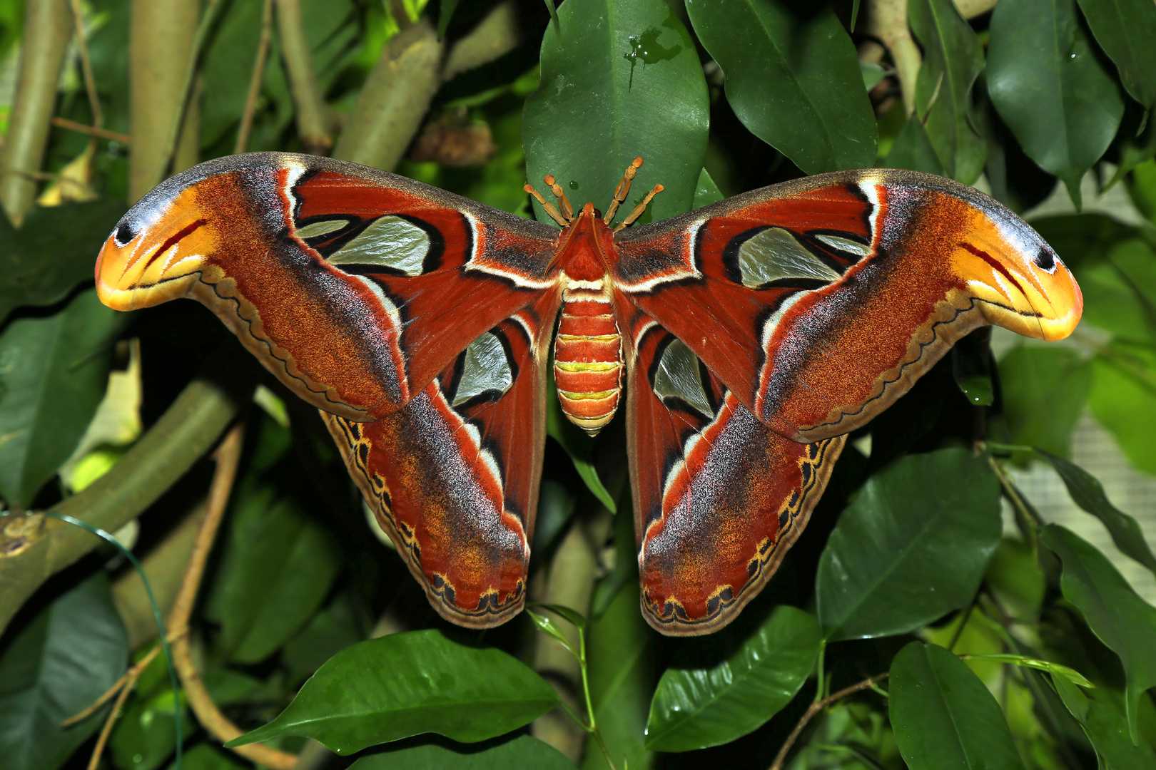 Attacus atlas