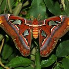 Attacus atlas