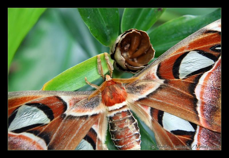 Attacus Atlas