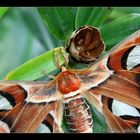 Attacus Atlas