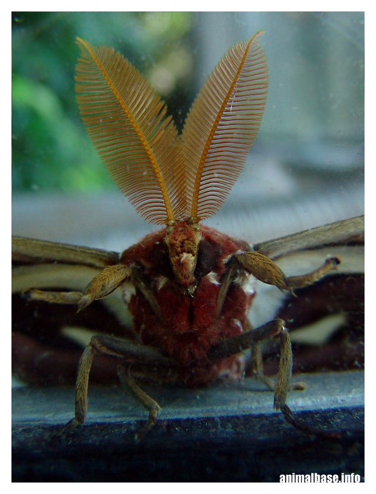 Attacus atlas - Atlasspinner