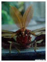 Attacus atlas - Atlasspinner