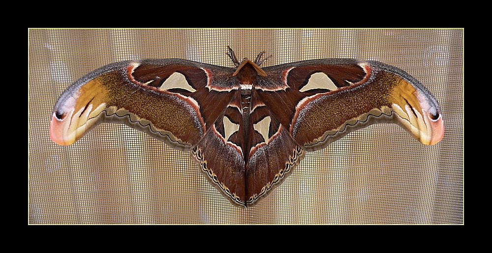 Attacus atlas - Atlasspinner