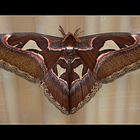 Attacus atlas - Atlasspinner