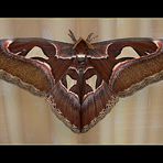 Attacus atlas - Atlasspinner