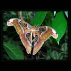 Attacus Atlas - Atlasspinner