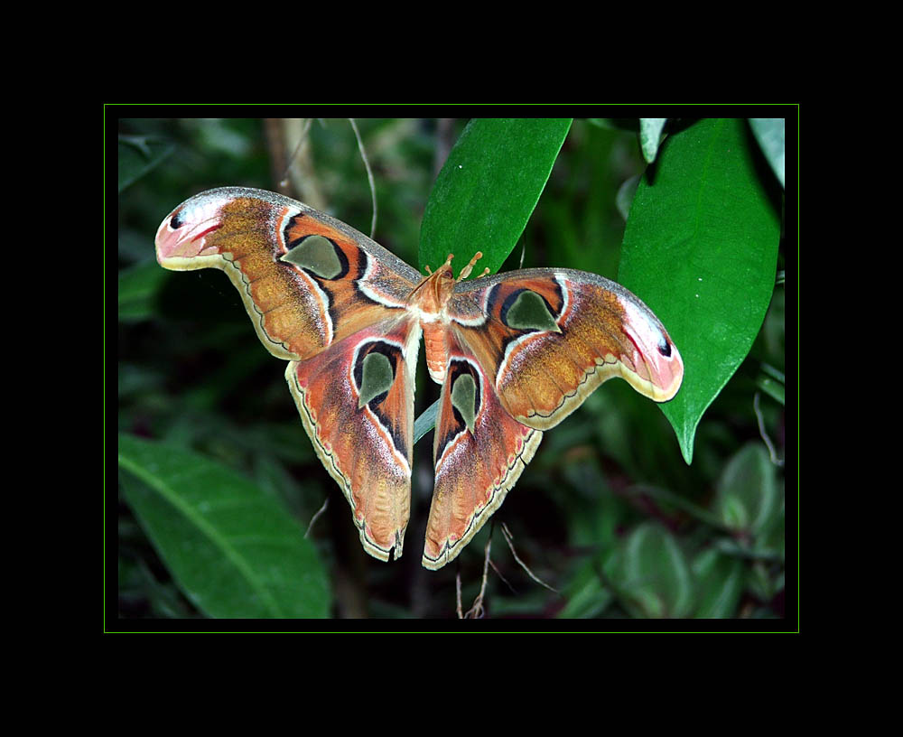 Attacus Atlas - Atlasspinner