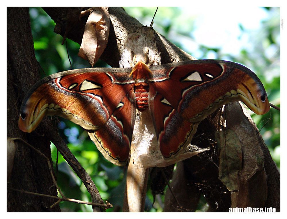 Attacus atlas - Atlasspinner II