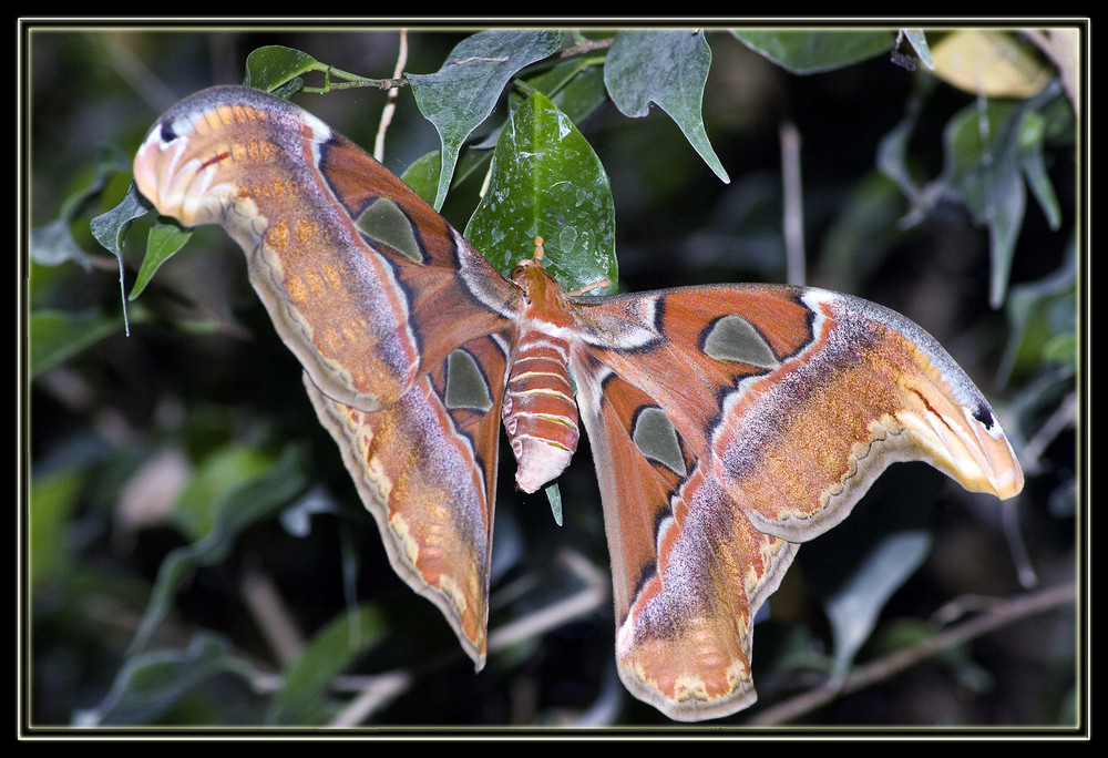 Attacus Atlas