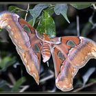 Attacus Atlas