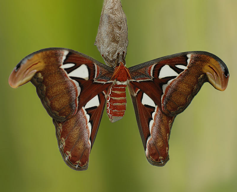 Attacus atlas