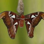 Attacus atlas