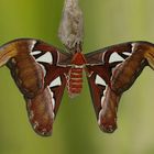 Attacus atlas