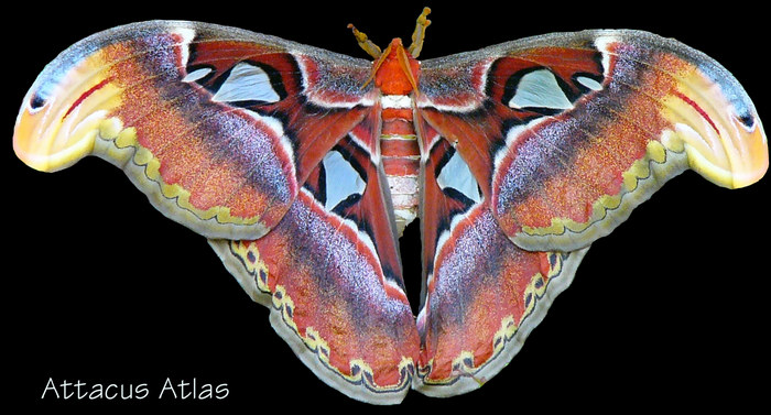 Attacus Atlas