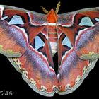 Attacus Atlas