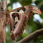 Attacus atlas