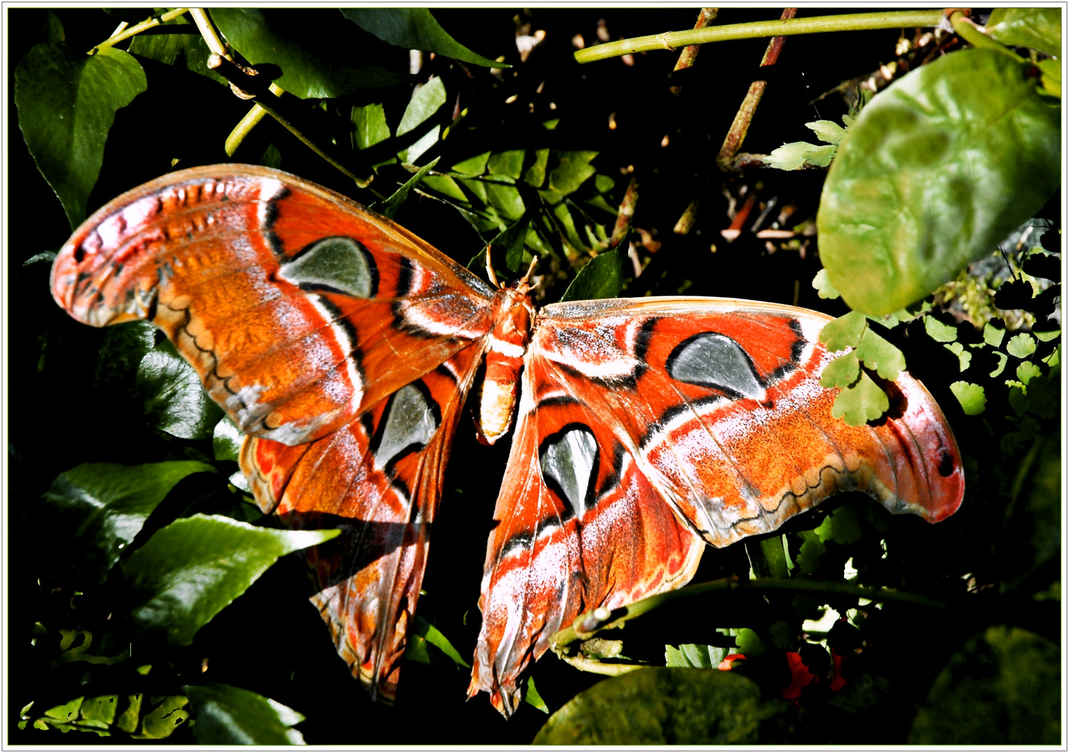 Attacus Atlas