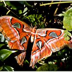 Attacus Atlas