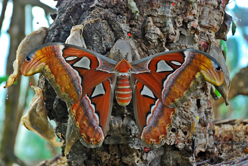 Attacus atlas