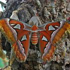 Attacus atlas