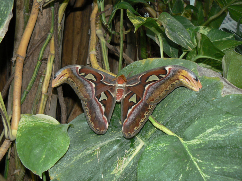 Attacus atlas