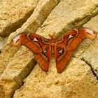 Attacus Atlas