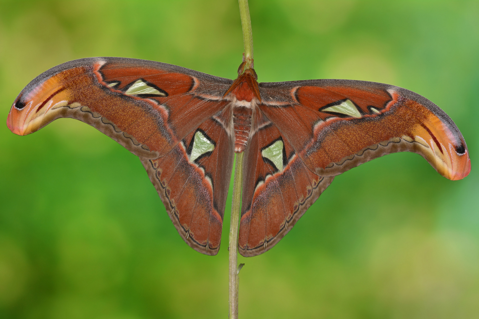 Attacus Atlas Männchen #2