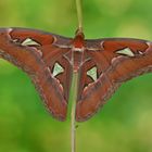 Attacus Atlas Männchen #2