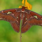 Attacus Atlas Männchen