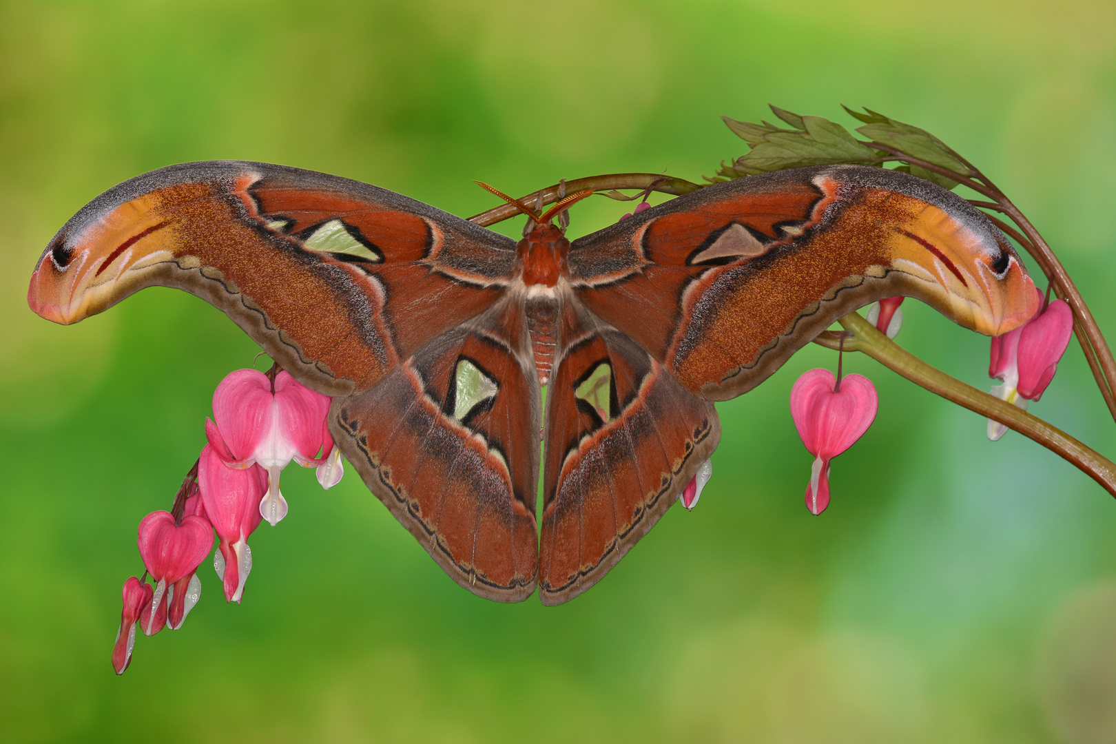 Attacus Atlas Männchen #3