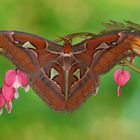 Attacus Atlas Männchen #3