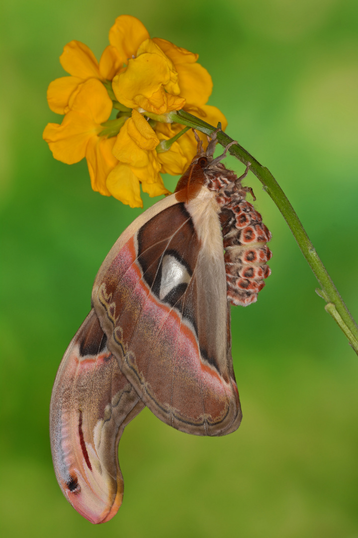 Attacus Atlas Männchen #4