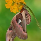 Attacus Atlas Männchen #4