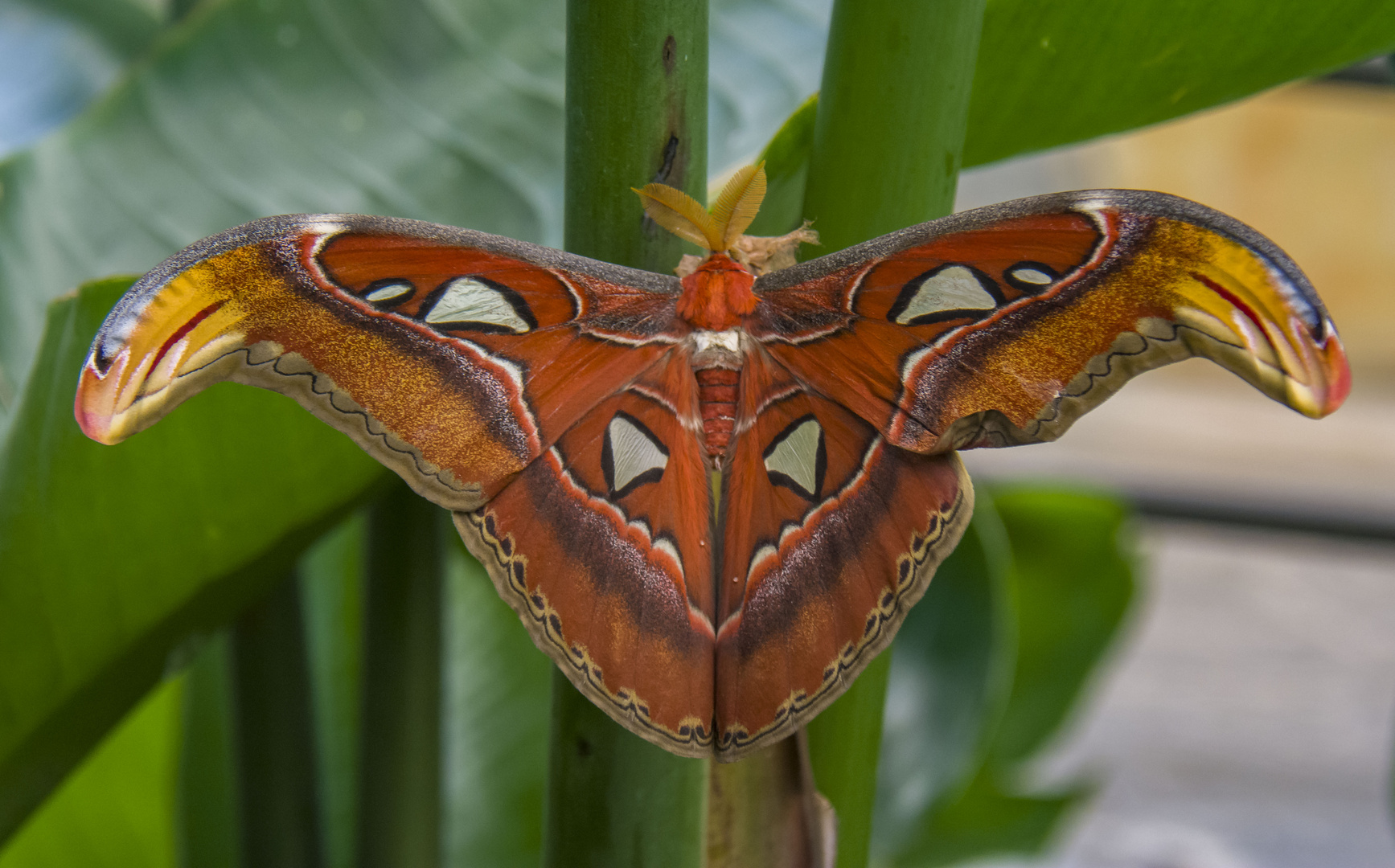 Attacus Atlas ( Nachtfallter )