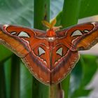 Attacus Atlas ( Nachtfallter )