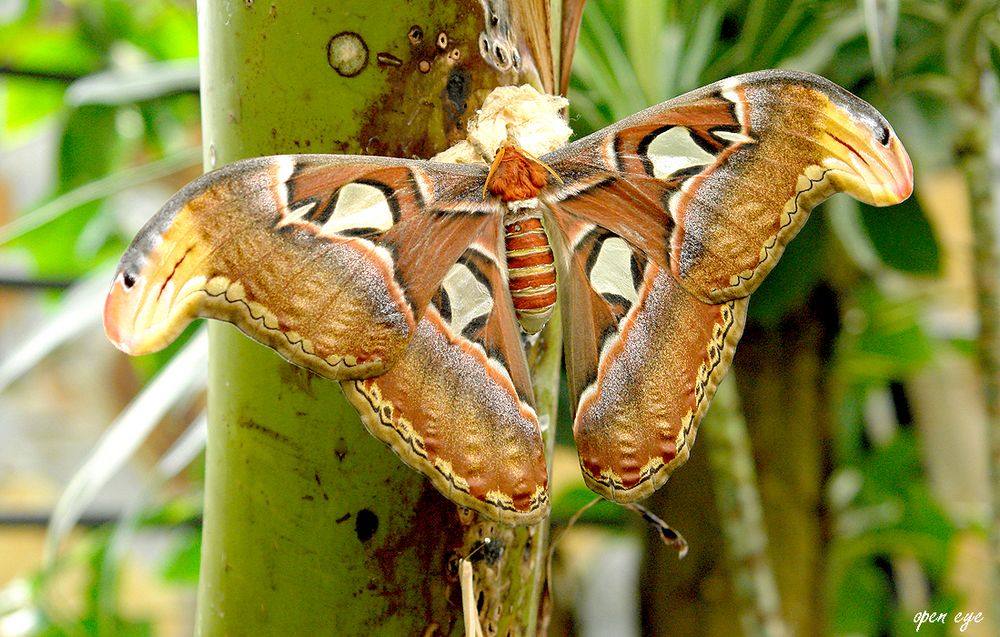 _ Attacus atlas _ Teneriffa