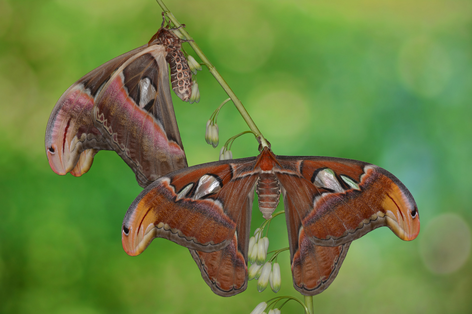 Attacus Atlas Weibchen #3