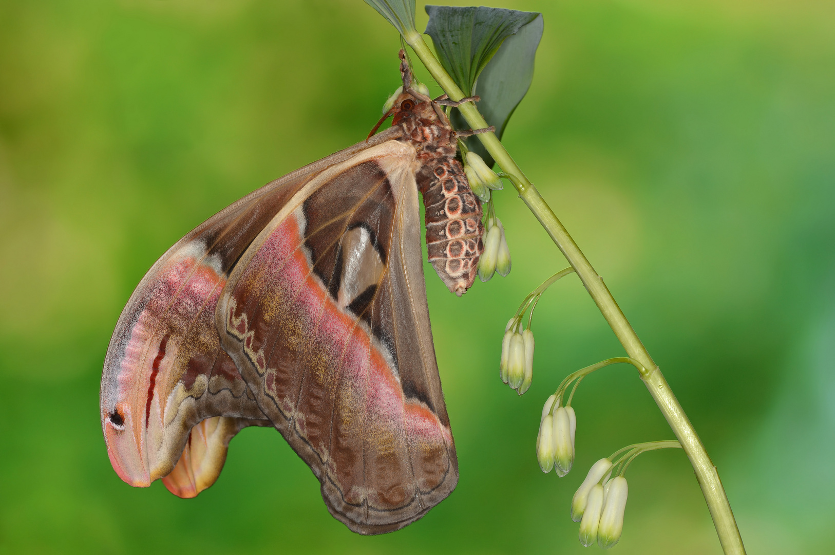 Attacus Atlas Weibchen #4