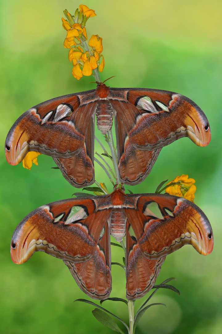 Attacus Atlas Weibchen #5