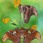 Attacus Atlas Weibchen #6