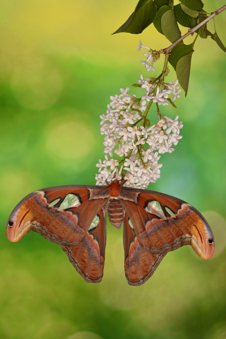 Attacus Atlas Weibchen #7