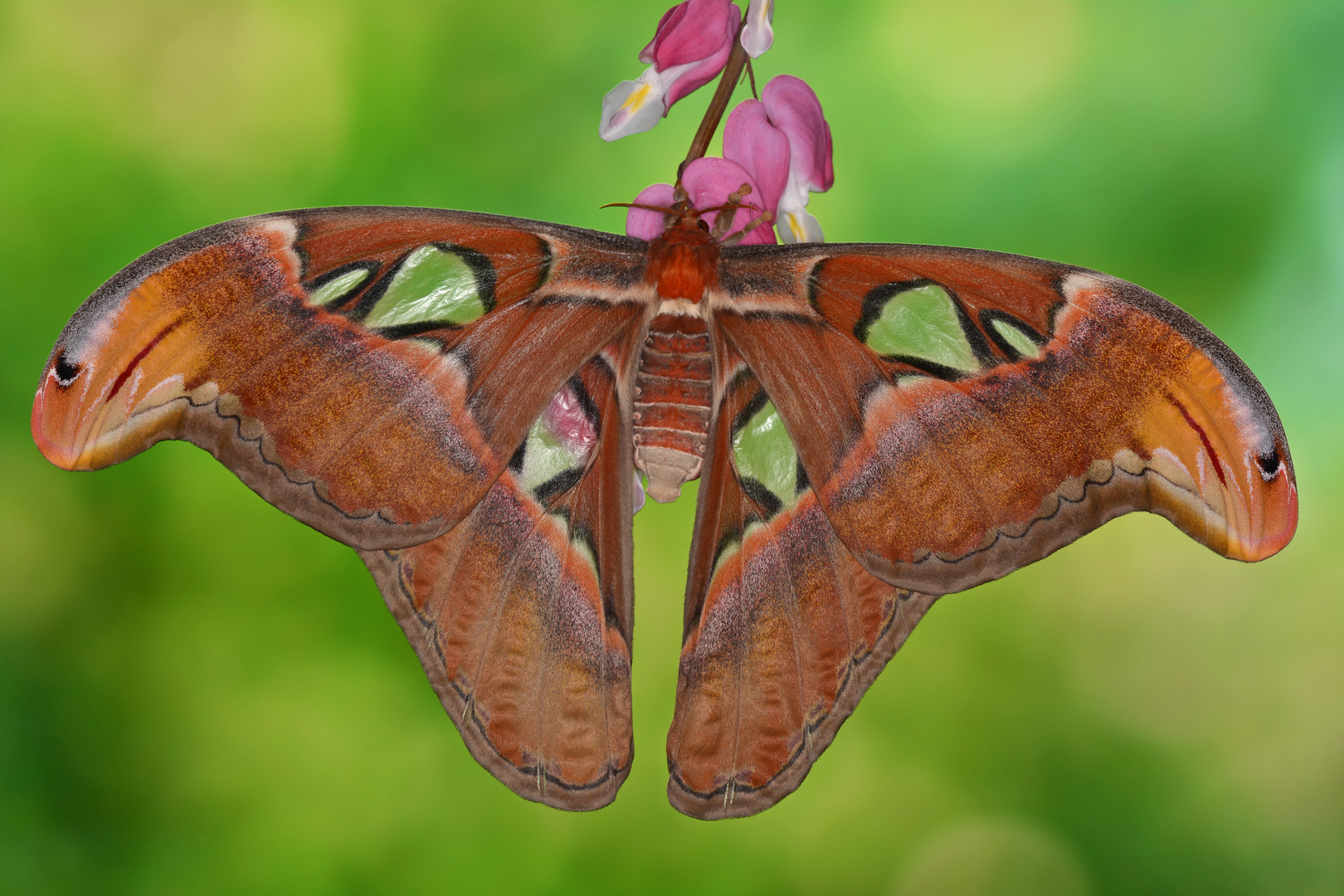 Attacus Atlas Weibchen