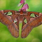 Attacus Atlas Weibchen